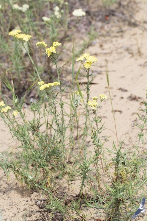 Achillea ochroleuca