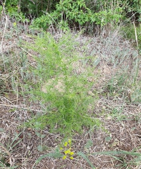 Asparagus verticillatus