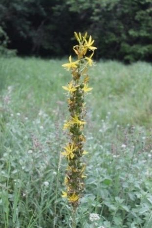 Asphodeline lutea – Ai de pădure