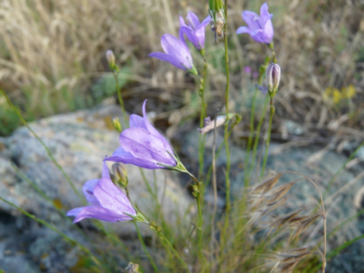 Campanula romanica – clopoțel dobrogean