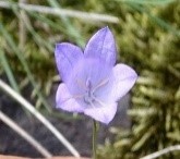 Campanula romanica – clopoțel dobrogean