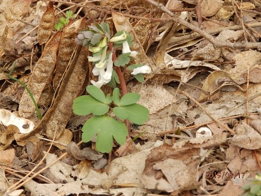 Corydalis solida ssp. slivenensis