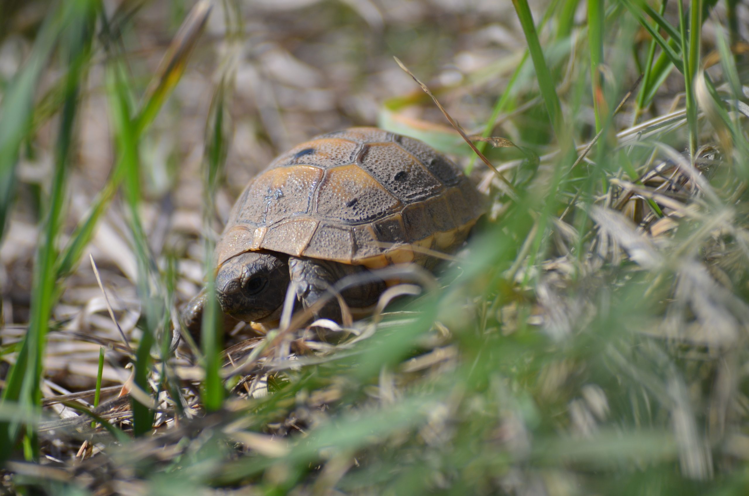 Testudo graeca juvenil
