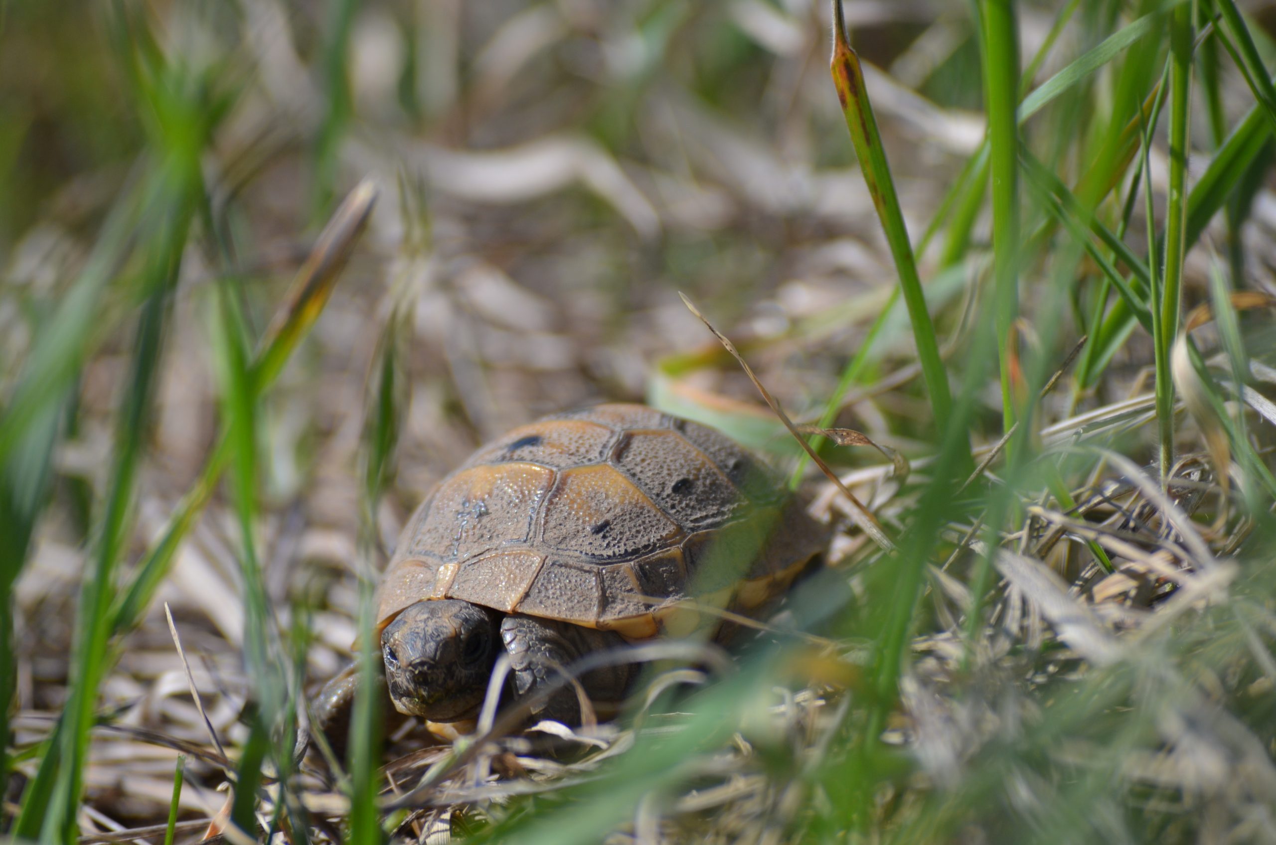 Testudo graeca juvenil