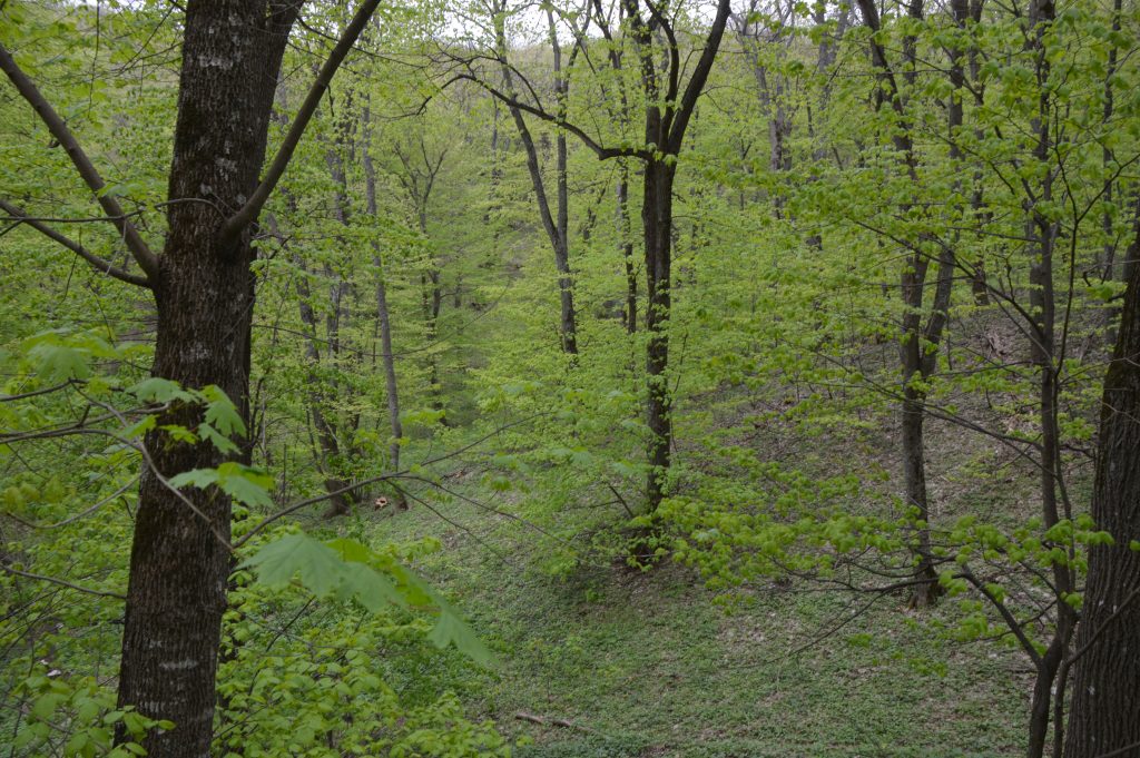 91M0 Păduri panonice-balcanice de stejar turcesc