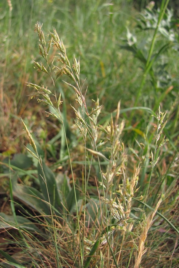 Festuca callieri – Păiuș