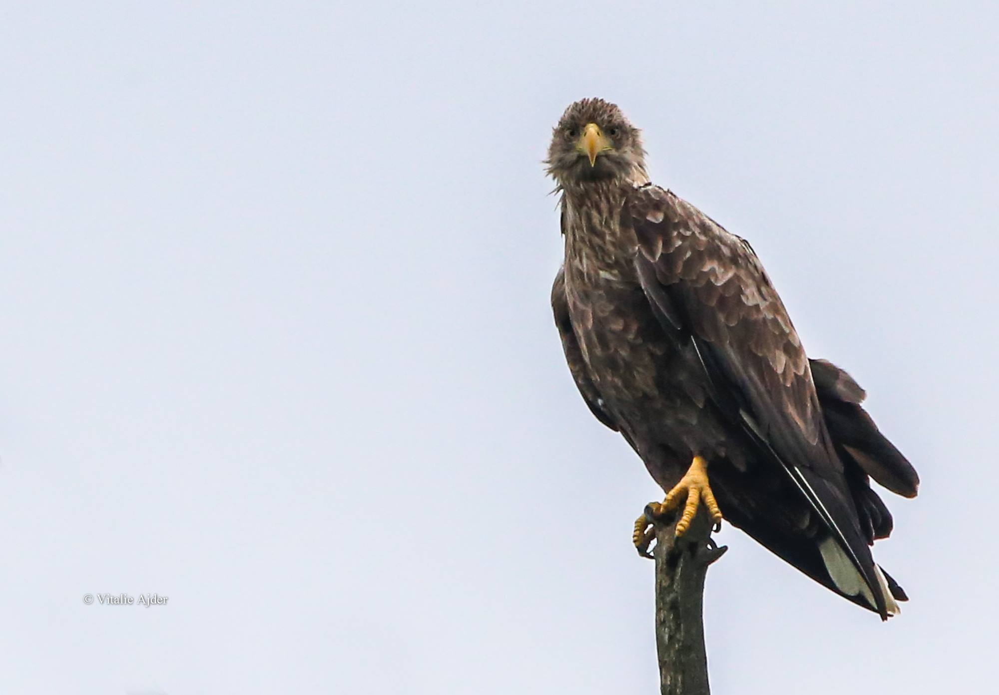 Haliaeetus albicilla – codalb, vultur cu coada albă