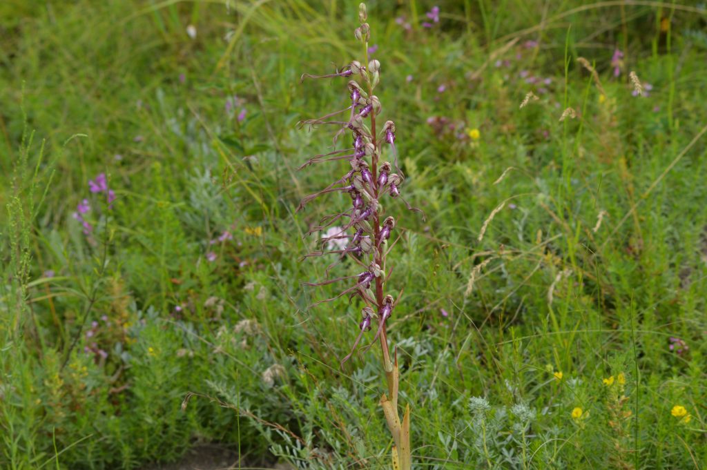 Himantoglossum caprinum – orhidee, ouăle popii