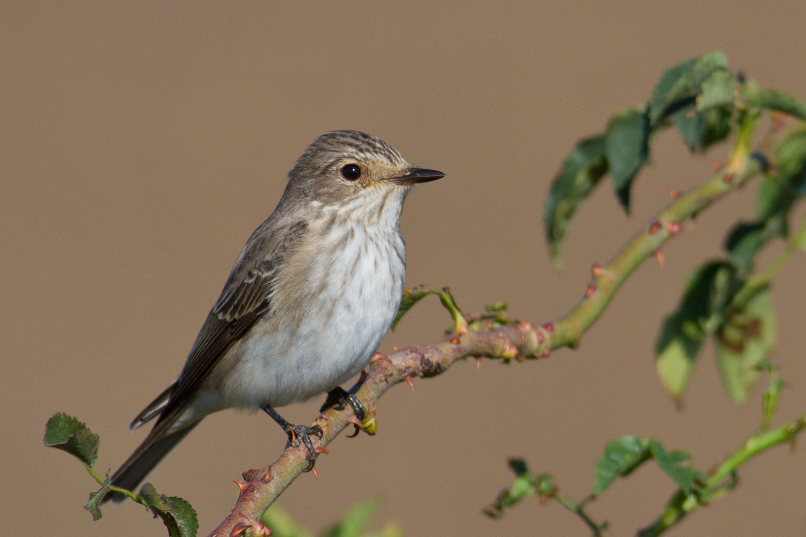 Muscicapa striata – muscar sur