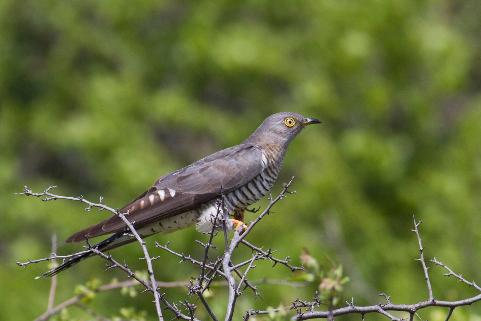 Cuculus canorus – Podișul Nord Dobrogean