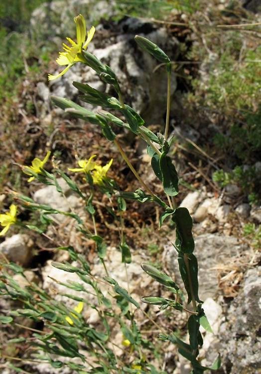 Lactuca viminea – salată sălbatică