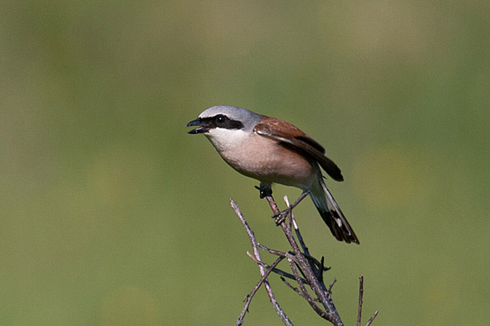 Lanius collurio – sfrâncioc roşiatic
