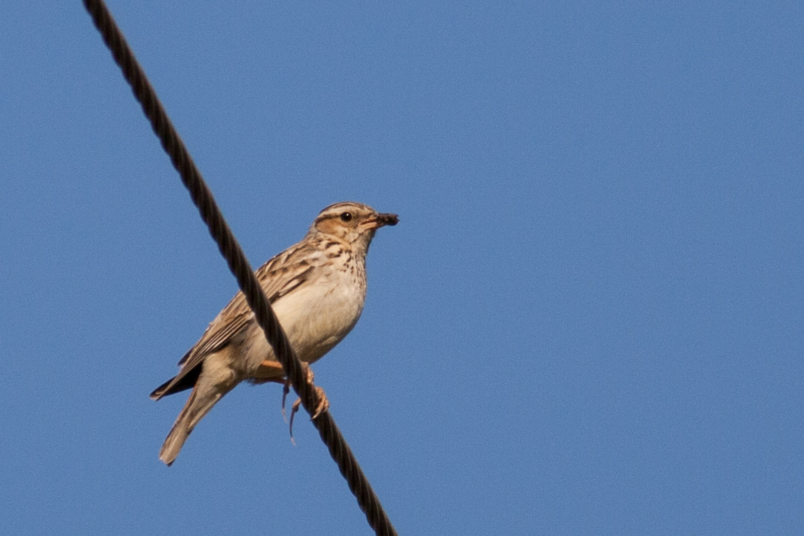 Lullula arborea – ciocârlie de pădure