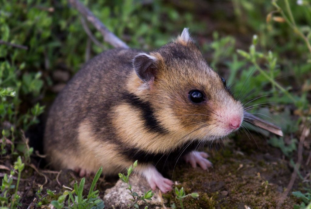 Mesocricetus newtoni – grivanul, hamsterul dobrogean, grivanul mic, grivanul de Dobrogea