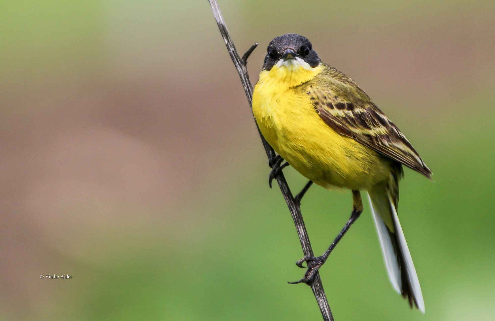 Motacilla flava – codobatură galbenă