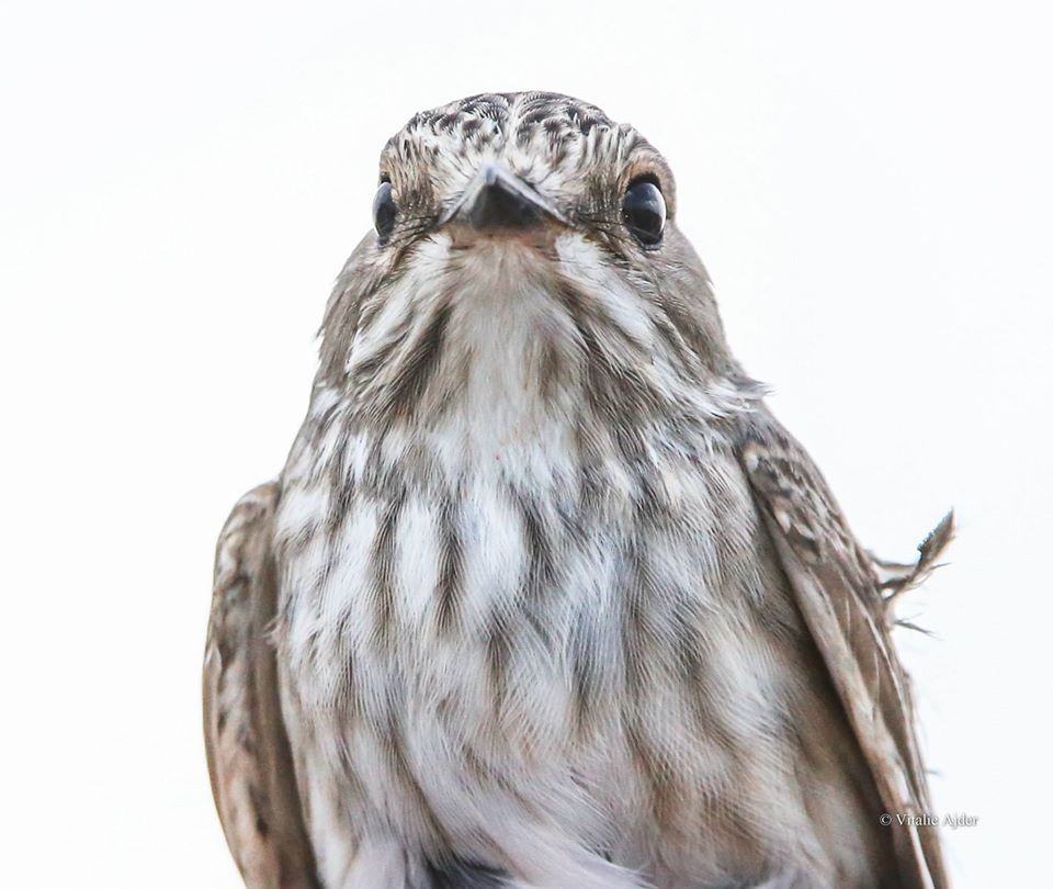 Muscicapa striata – muscar sur