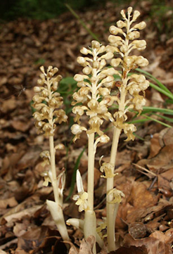 Neottia nidus-avis - trânji, cuibușor, orhidee