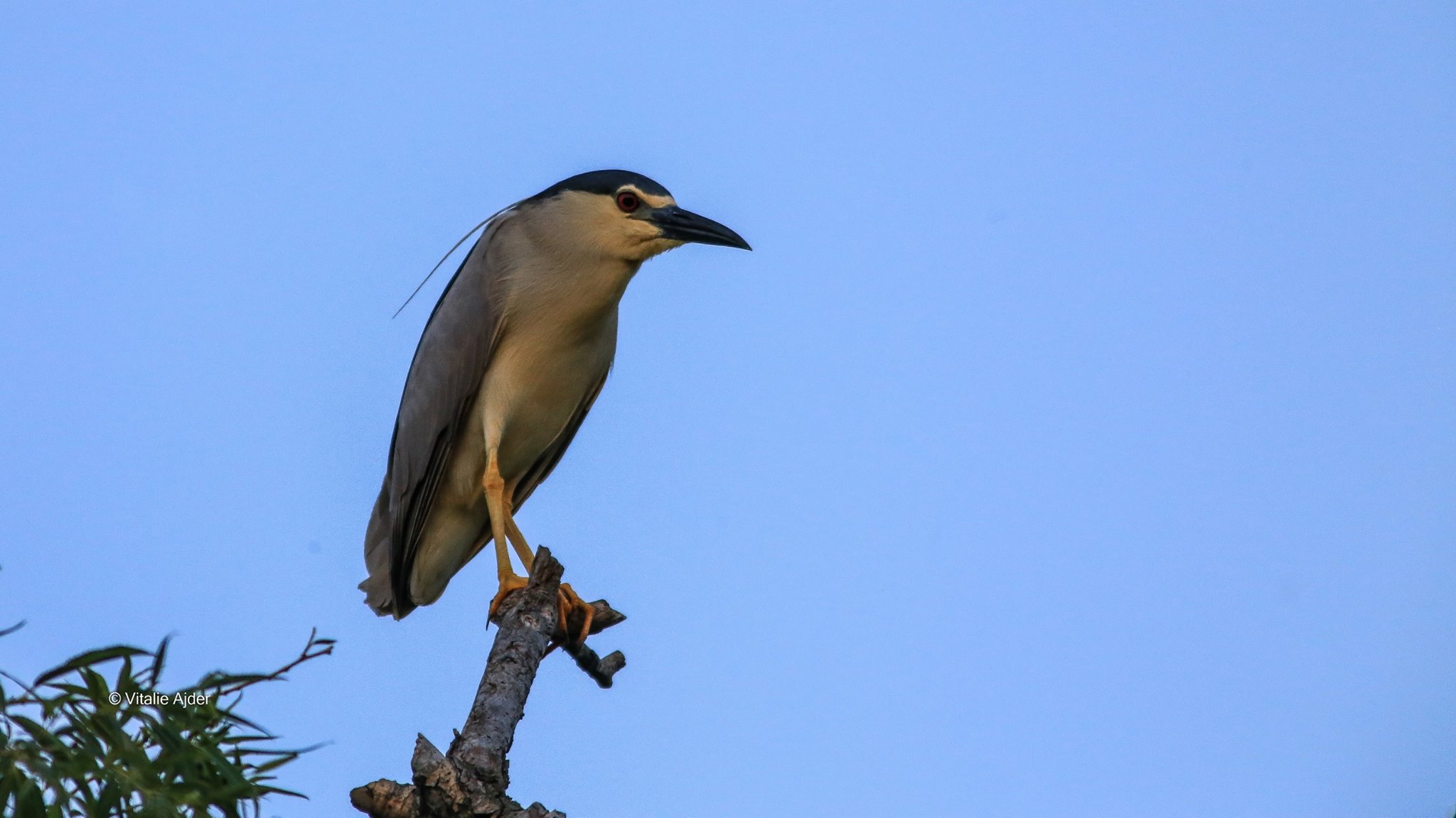 Nycticorax nycticorax - stârc de noapte