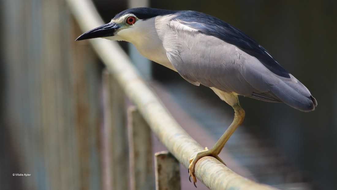 Nycticorax nycticorax - stârc de noapte