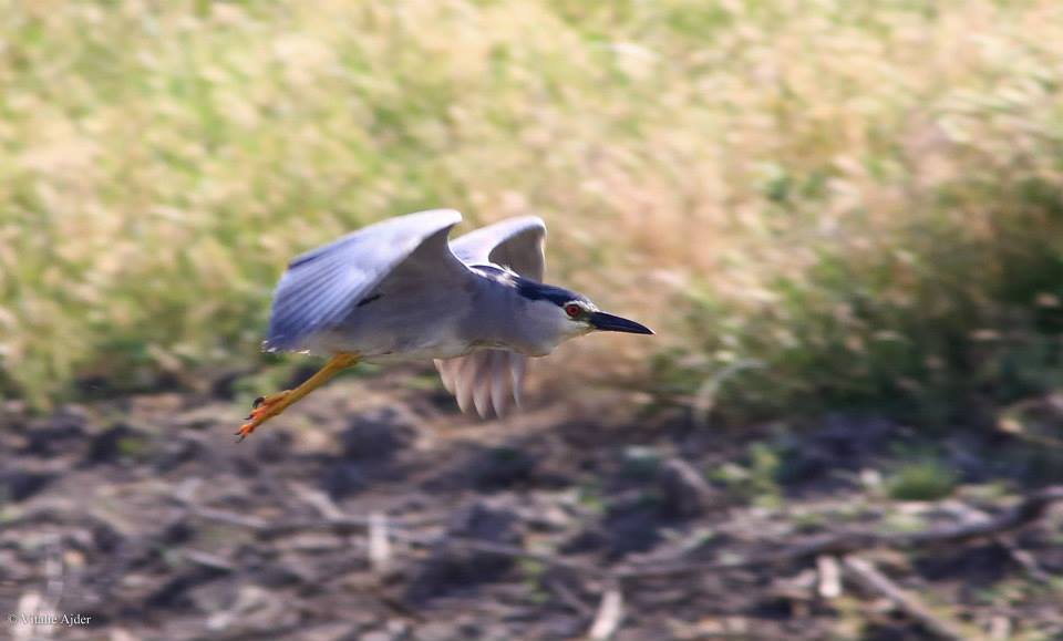 Nycticorax nycticorax - stârc de noapte