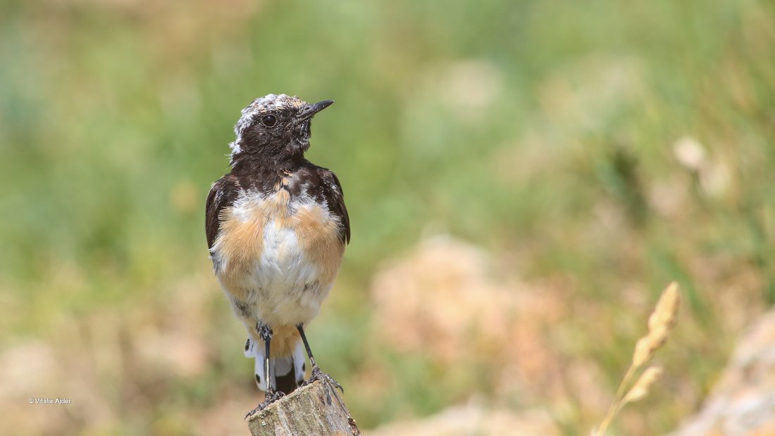Oenanthe pleschanka - pietrar negru
