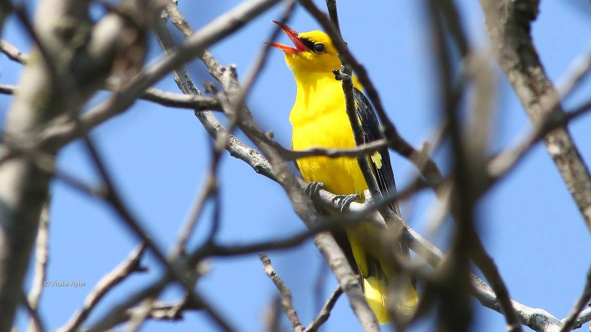 Oriolus oriolus – grangur