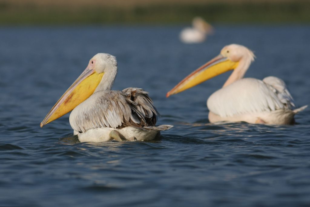 Pelecanus onocrotalus – pelican comun