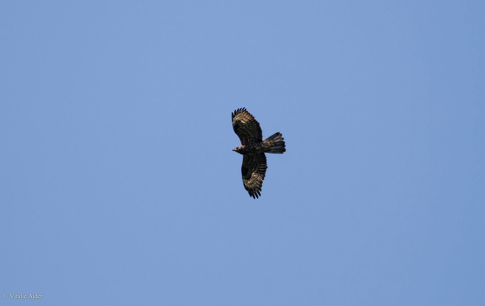 Pernis apivorus – viespar, șorecarul viespilor
