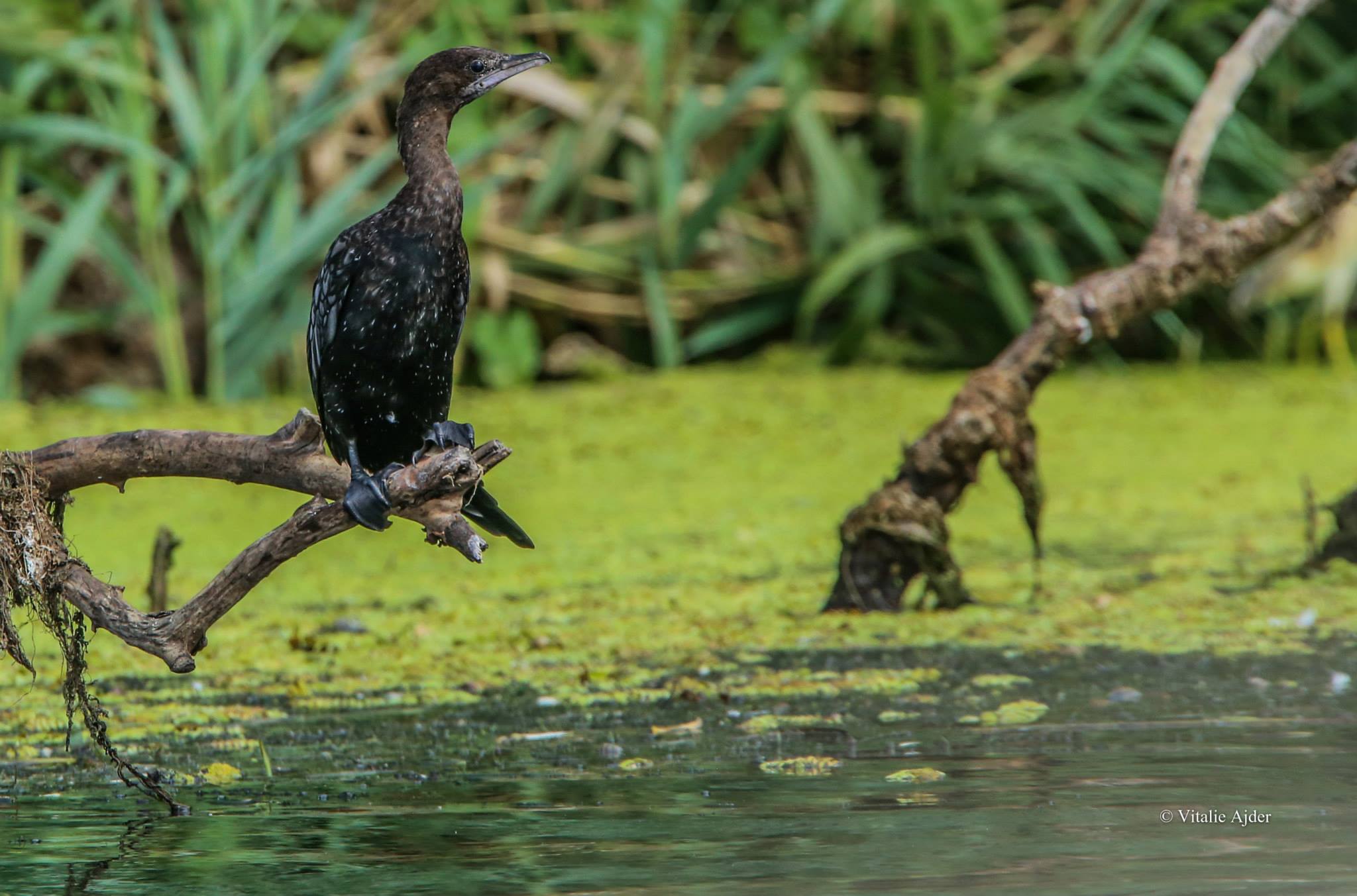 Phalacrocorax pygmeus – cormoran mic
