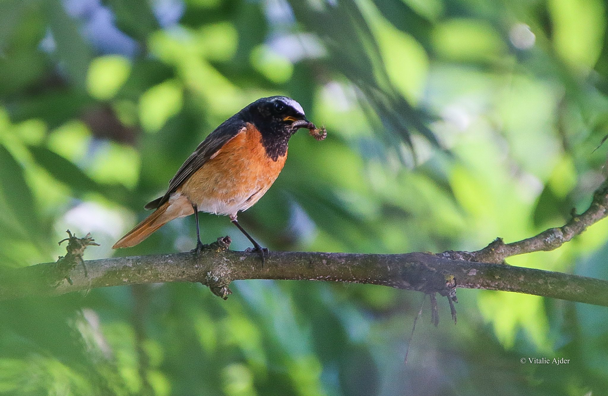 Phoenicurus phoenicurus – cordoș de pădure
