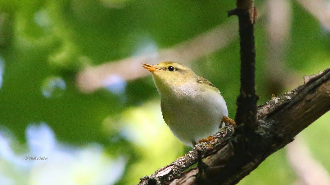 Phylloscopus sibilatrix – pitulice sfârâitoare