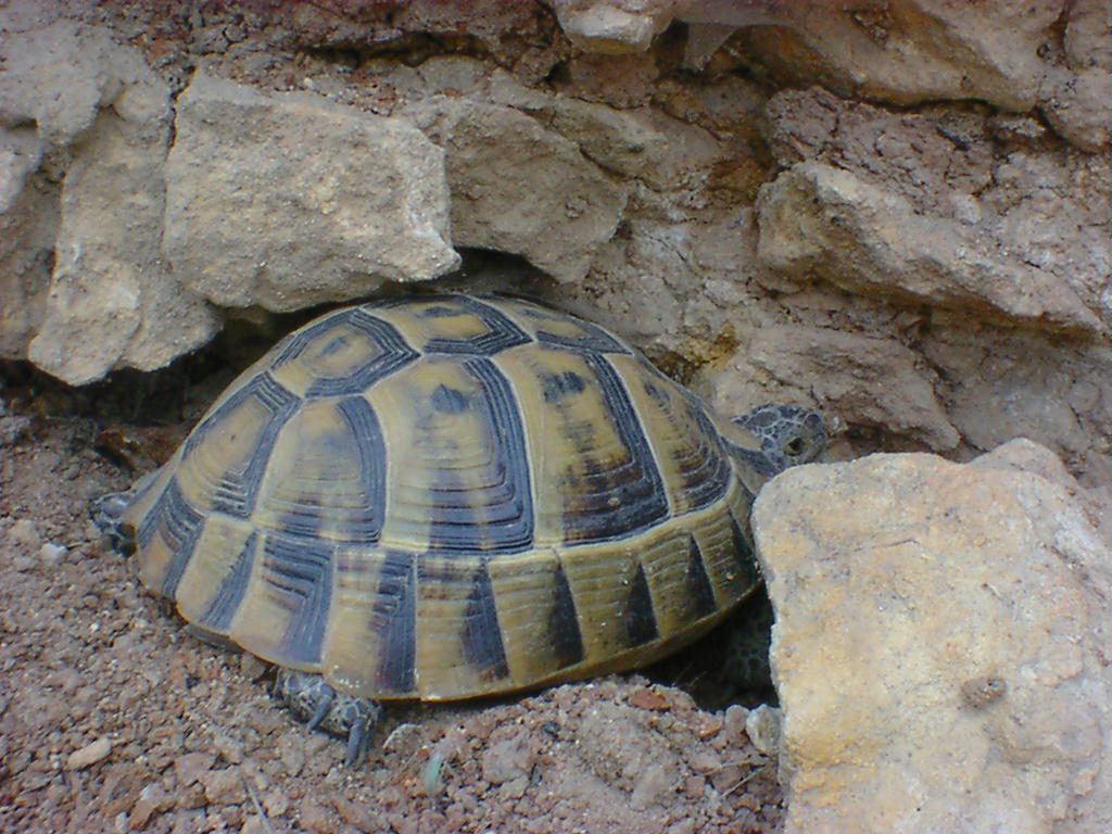 Testudo graeca – țestoasă de uscat dobrogeană
