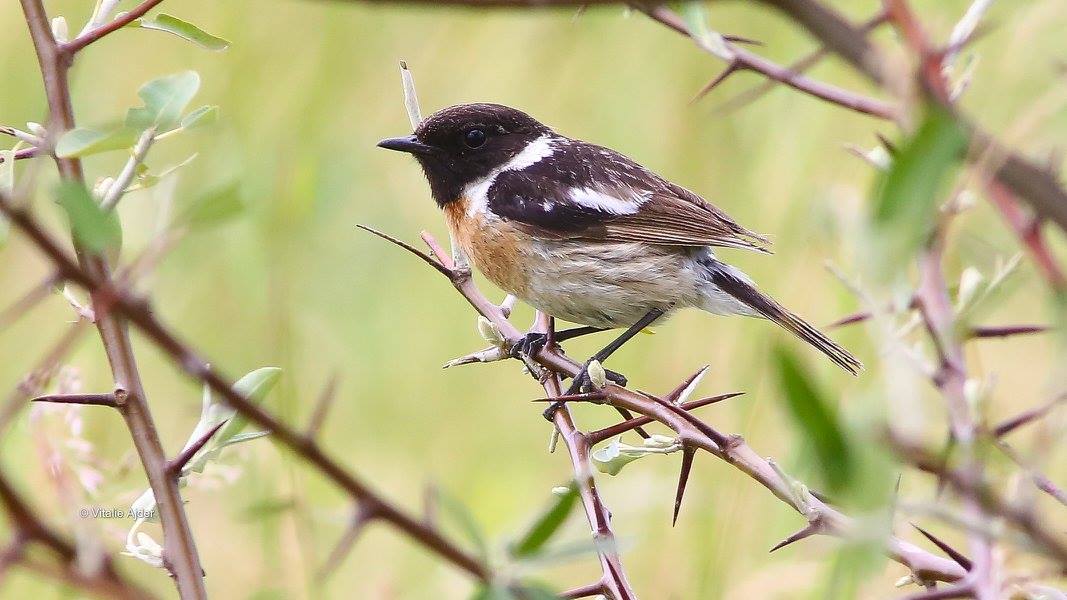 Saxicola torquata – mărăcinar negru