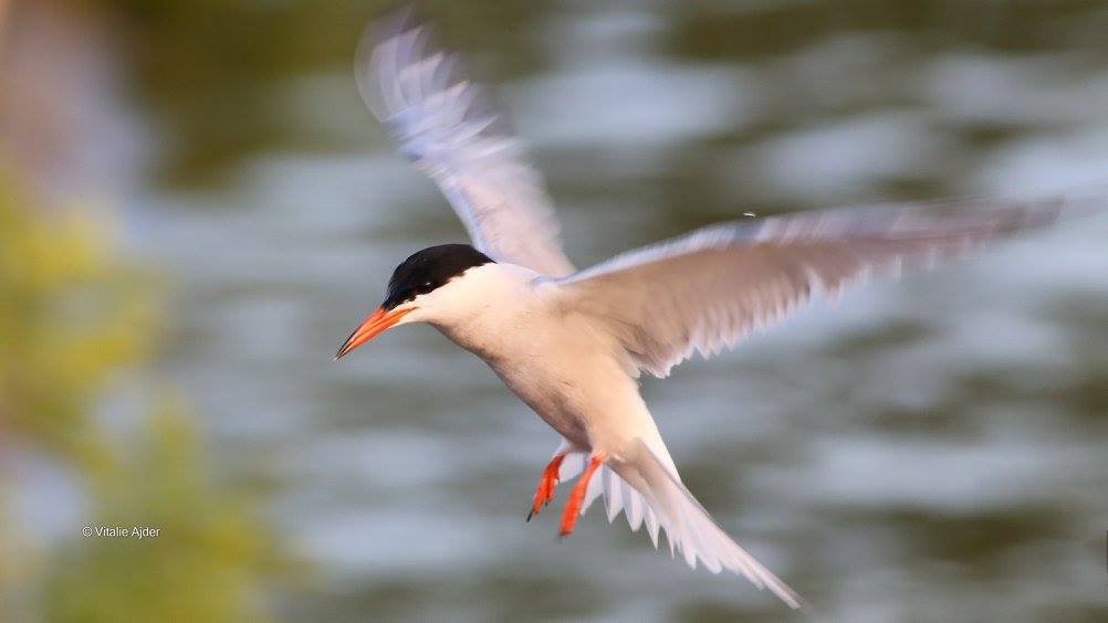 Sterna hirundo – chiră de baltă