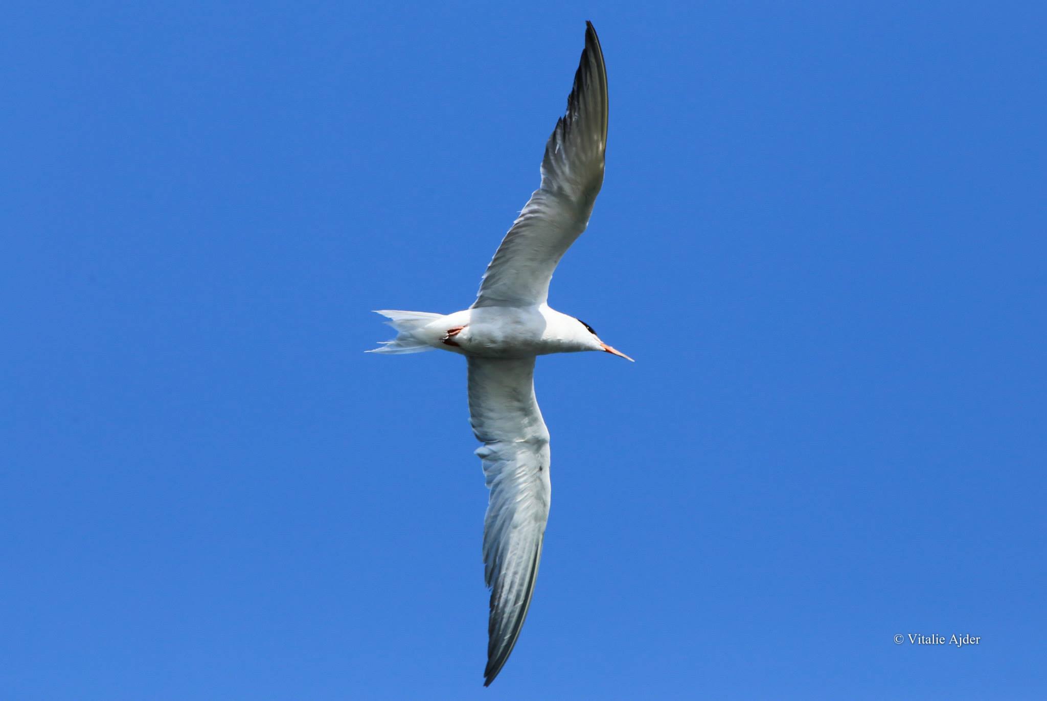 Sterna hirundo – chiră de baltă