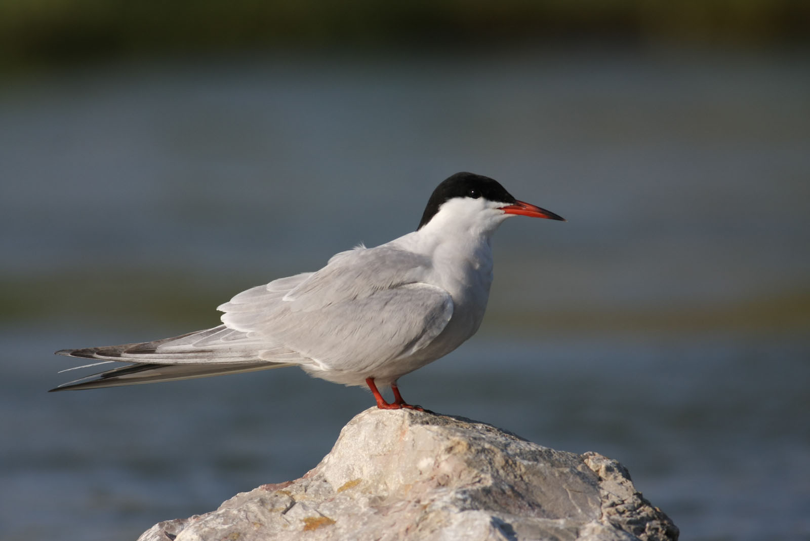 Sterna hirundo - chiră de baltă