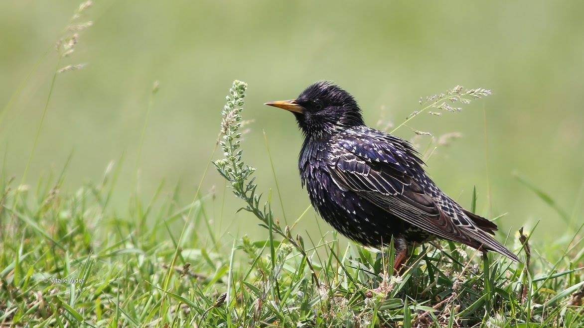 Sturnus vulgaris - graur