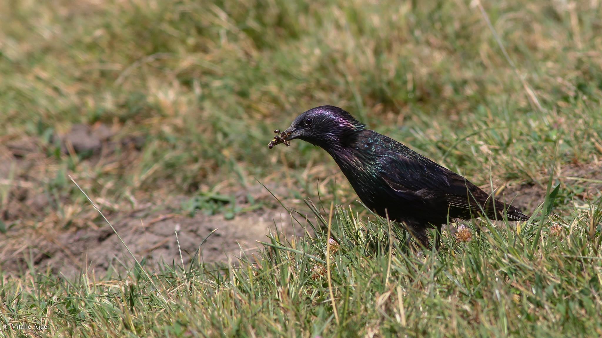 Sturnus vulgaris - graur