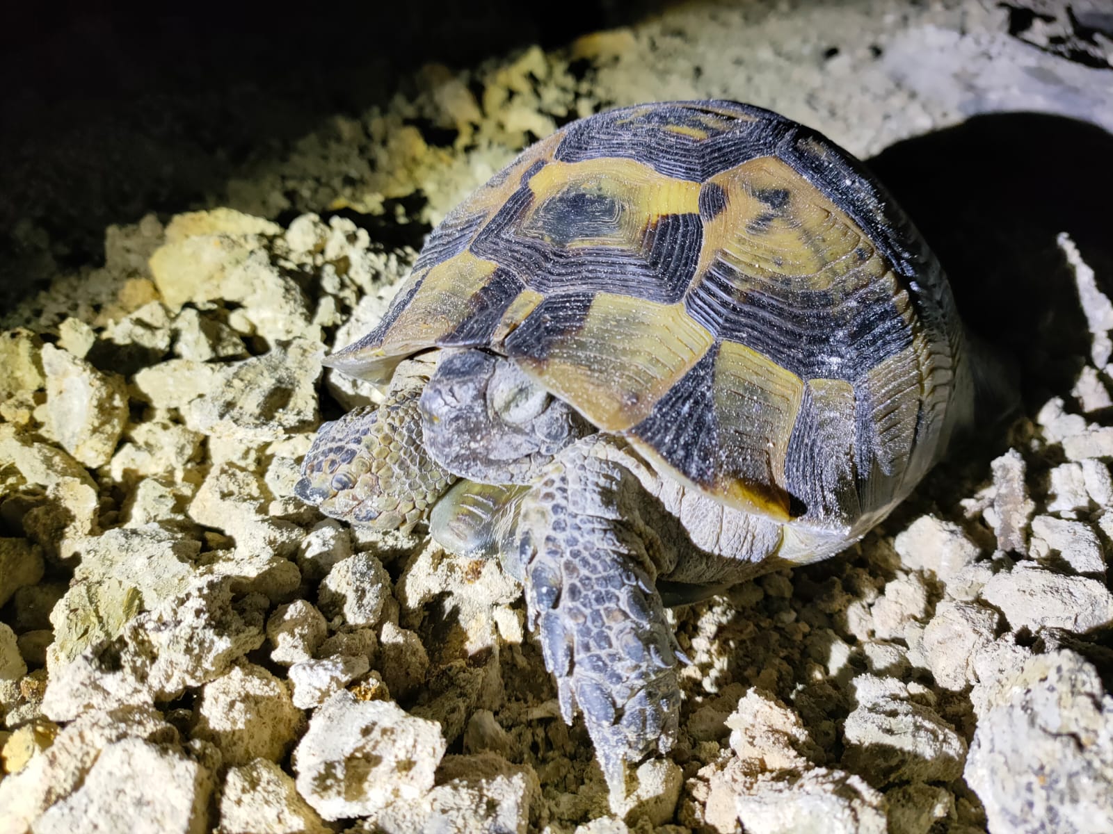 Testudo graeca hibernare