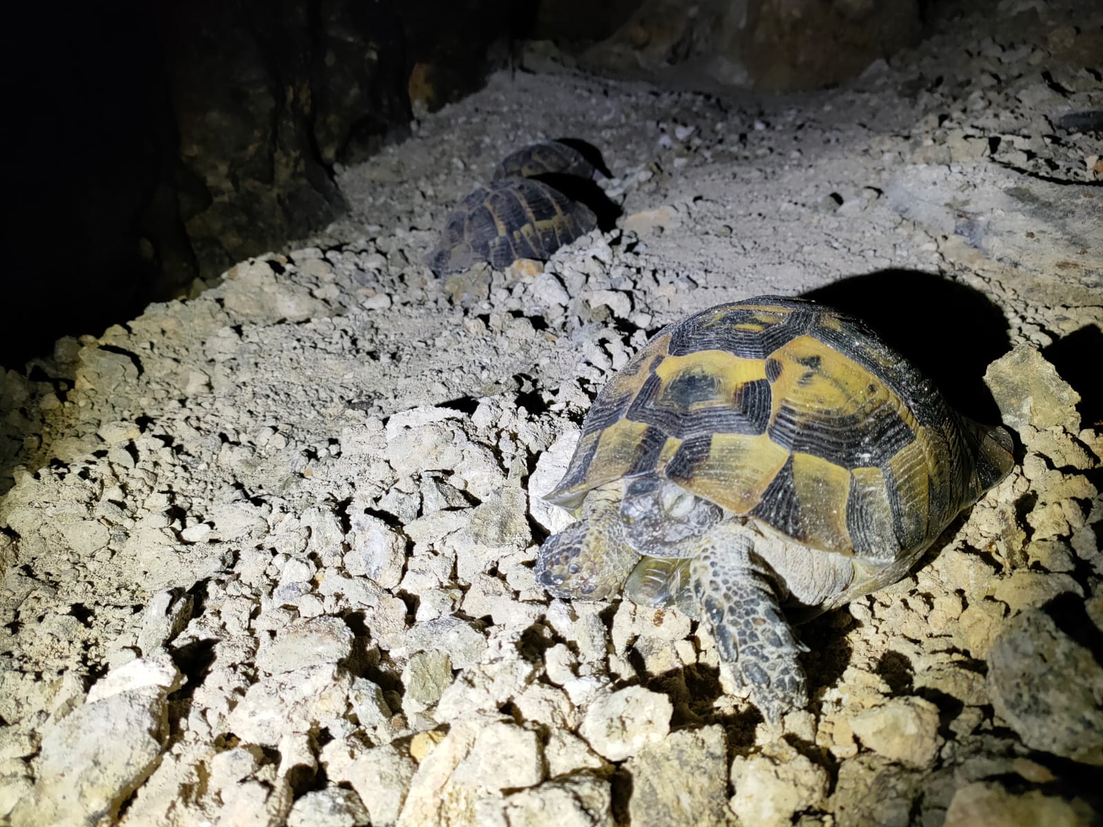 Testudo graeca hibernare