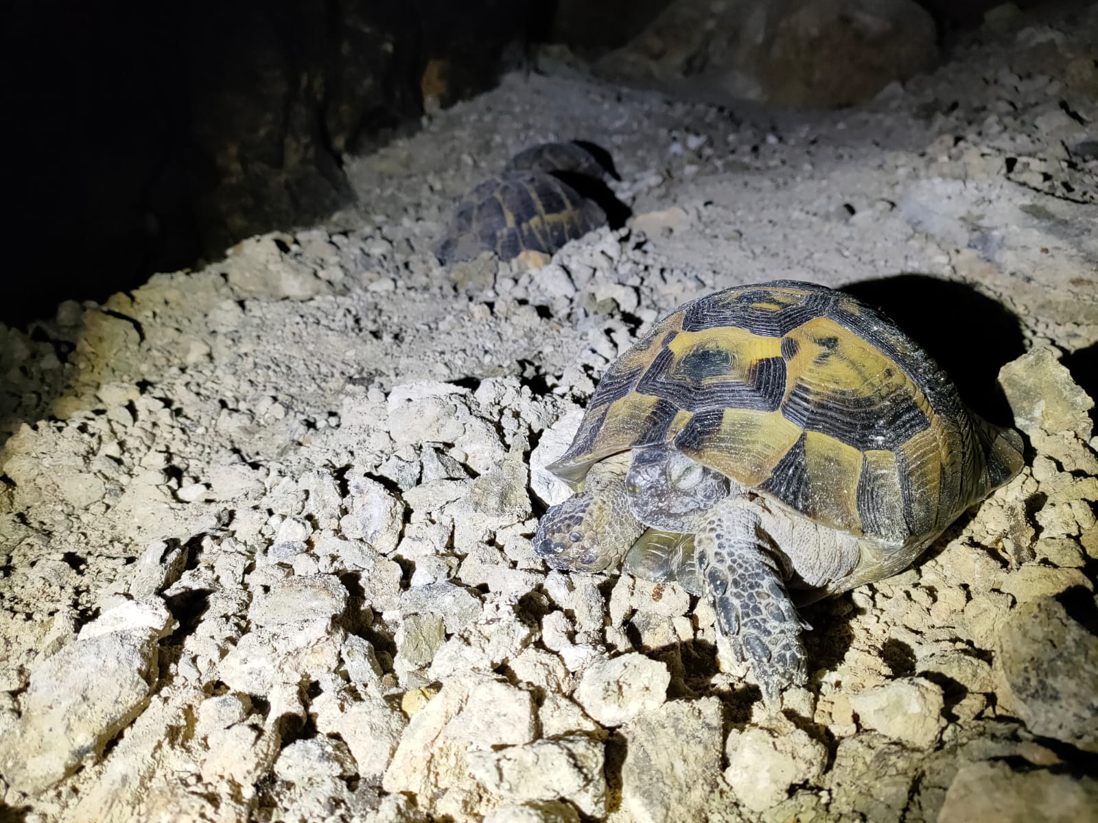 Testudo graeca hibernare