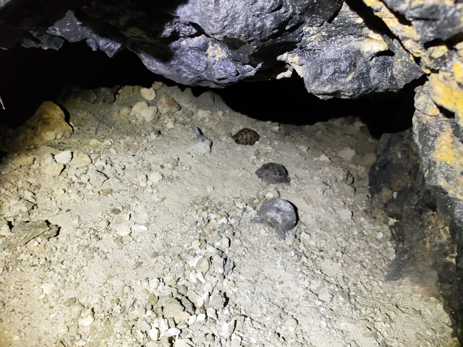 Testudo graeca hibernare