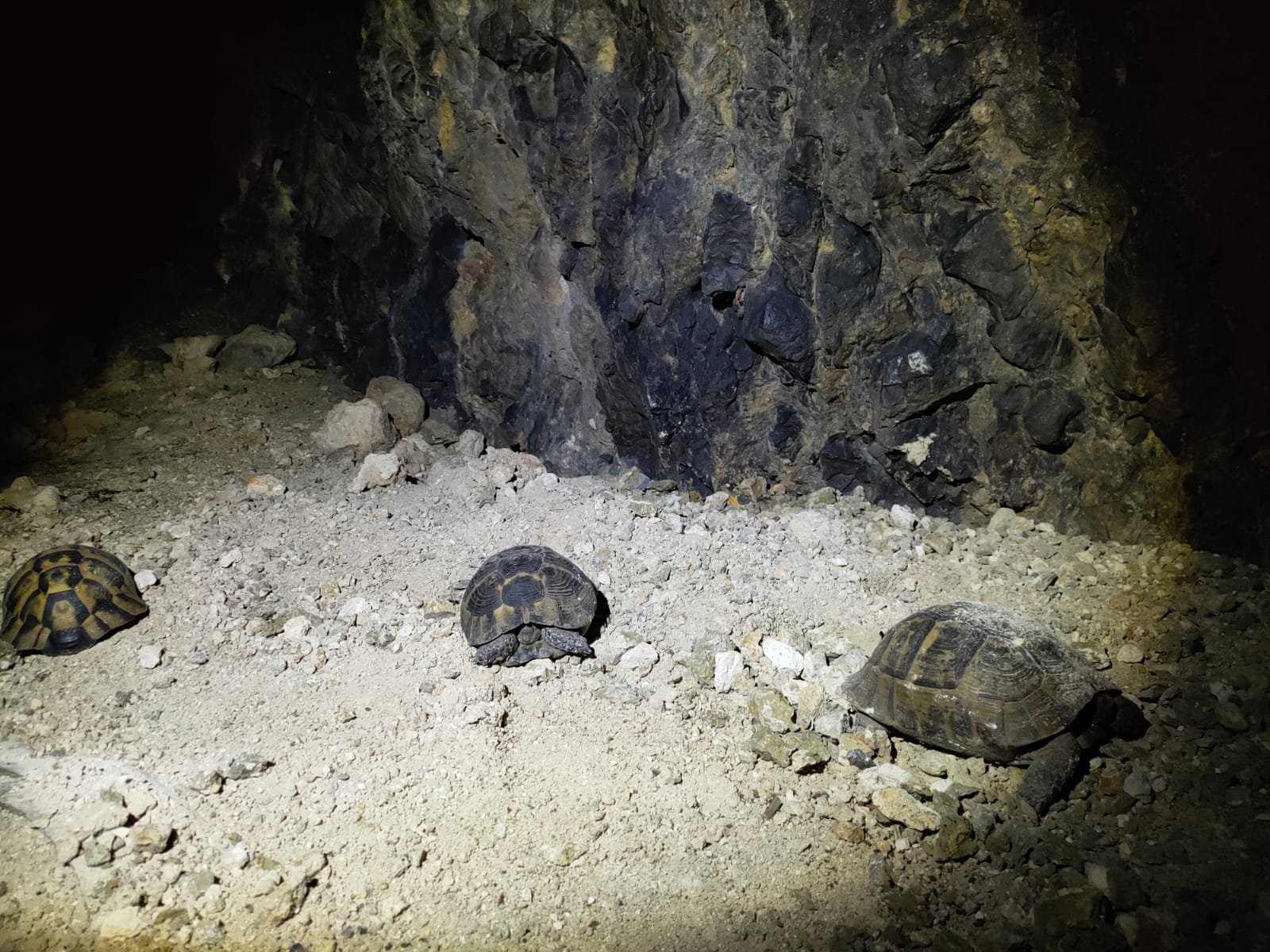 Testudo graeca hibernare