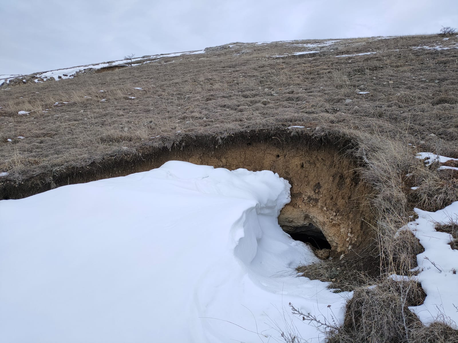 Grotă hibernare Podișul Nord Dobrogean